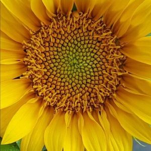 Meet your Posher, Gabriella